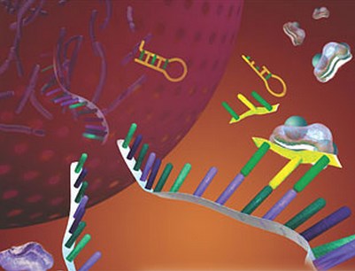 Science：捕获行动中的“miRNA”