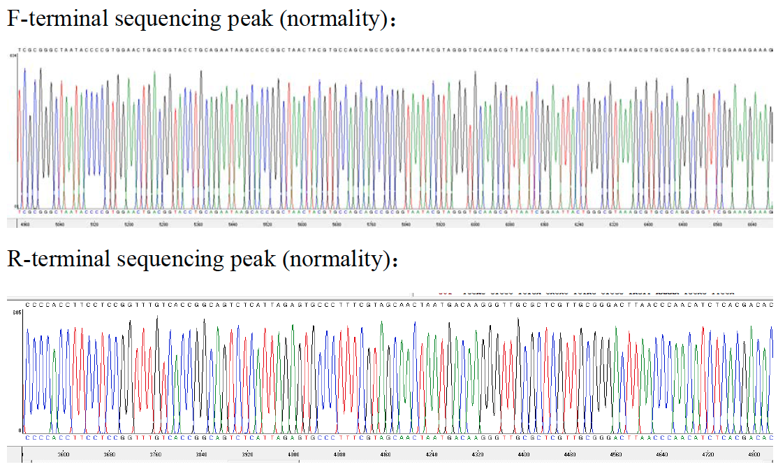 扩增子Sanger测序序列结果