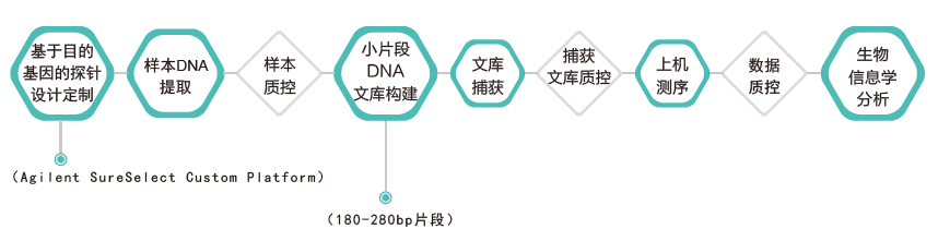 目标区域靶向捕获测序-技术路线-阅微基因 目标区域靶向捕获测序-技术路线-阅微基因