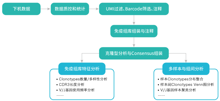 10x单细胞免疫组库V(D)J测序-分析内容