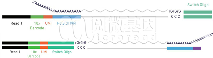 10x单细胞免疫组库V(D)J测序-常见问题-单细胞建库方法5’端和3’端捕获有什么区别