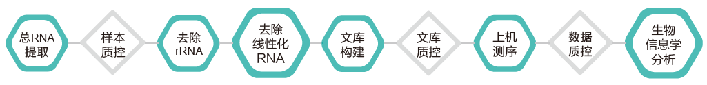 环状RNA(circRNA)测序-技术路线-阅微基因 环状RNA(circRNA)测序-技术路线-阅微基因