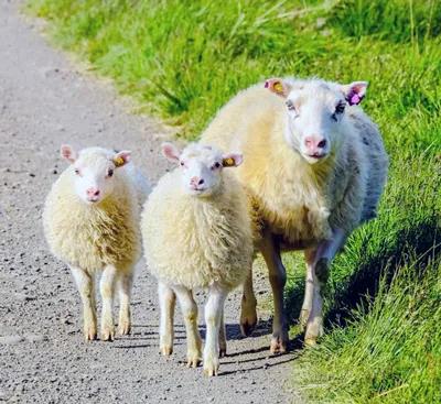 FecB基因——绵羊产多羔的关键-阅微基因