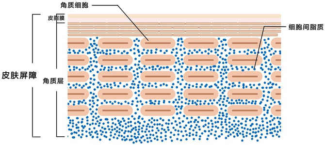 角质层结构-阅微基因