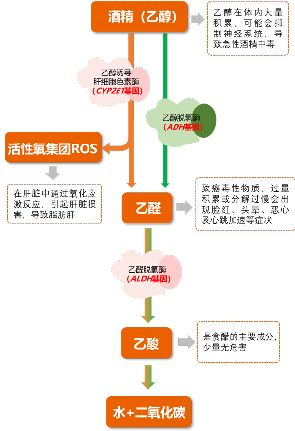 酒精代谢途径——阅微基因